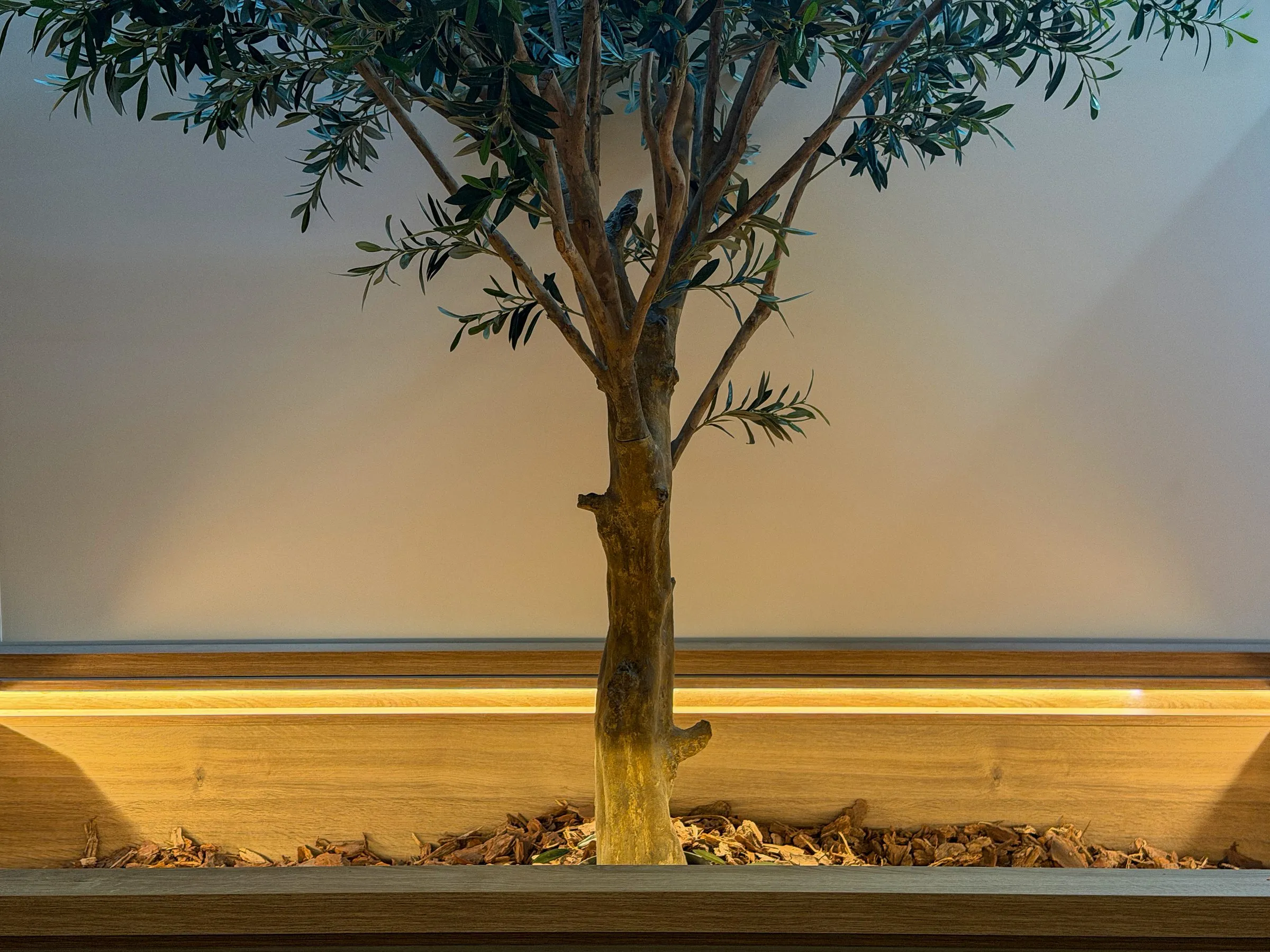 Olivo en jardinera a medida con luz perimetral integrada